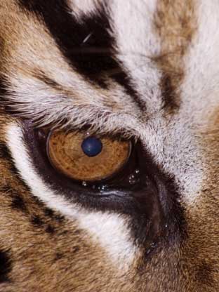 L' OEIL  DU  TIGRE